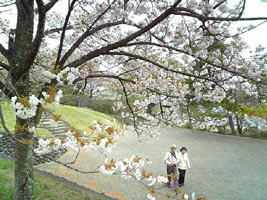 美の山公園