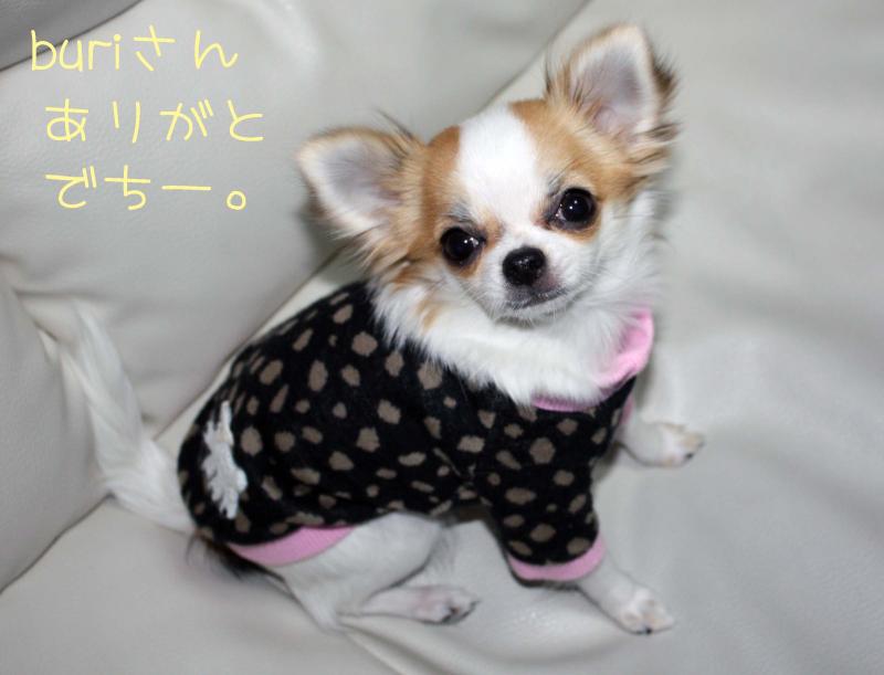 チワワ　ルイ型(・∀・。)タラちゃんもいるよ。