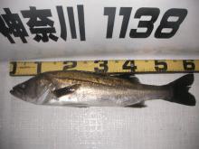 seabass-advantage under