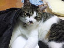 カバンが好きですにゃ