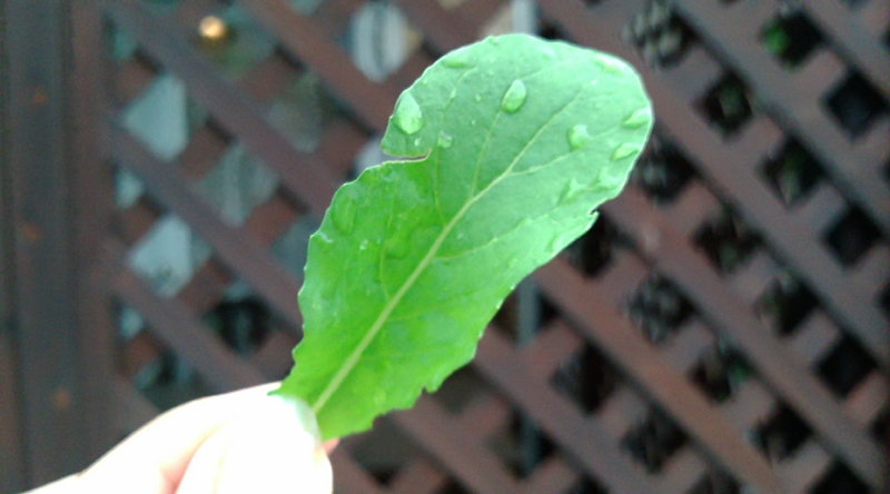 20080708174032.jpg