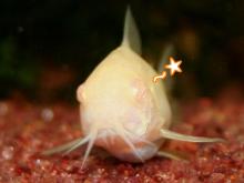 ウインク2