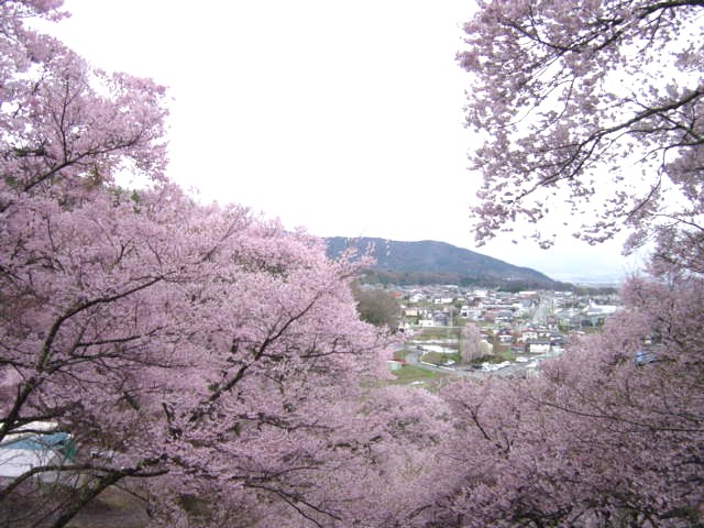 高遠の春(長野県伊那市高遠町)