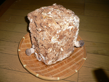 20061029_01