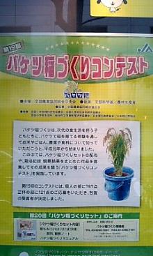 バケツ稲チラシ全貌