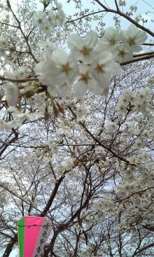喜多院の桜
