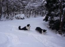 小太郎のブログ-雪中のコタ&優花