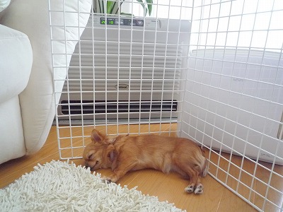 小チワワ日和