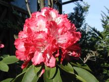 06石楠花－１