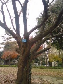 ★★マネキンダイアリー★★-081213_1539~01.jpg