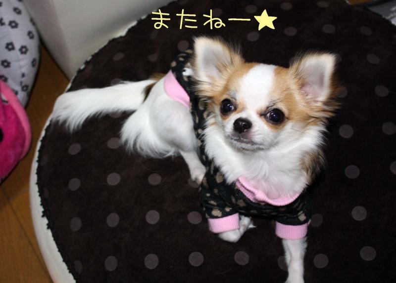 チワワ　ルイ型(・∀・。)タラちゃんもいるよ。