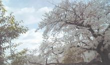 桜風景(空シアン)補正済