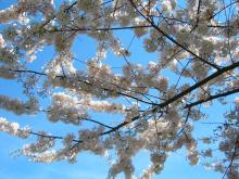 桜