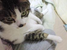 ちょこん