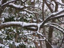 猫バスの森の村プログ-雪国７