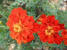 みなっち、花１