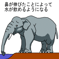水を飲むゾウ