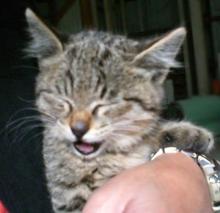 救出された子猫4