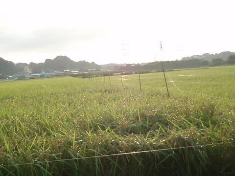 田舎