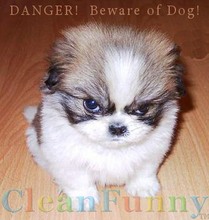 dog2