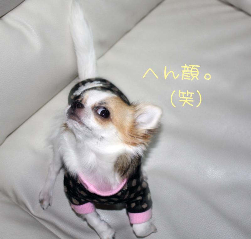チワワ　ルイ型(・∀・。)タラちゃんもいるよ。