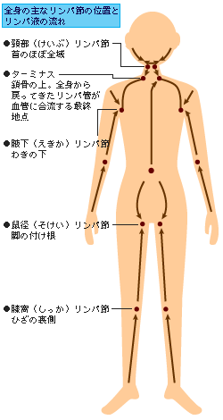 リンパ図