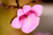 macro3