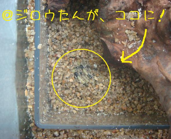 @おかやどかりな毎日-ジロウ
