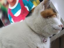 写真屋さんのママブログ
