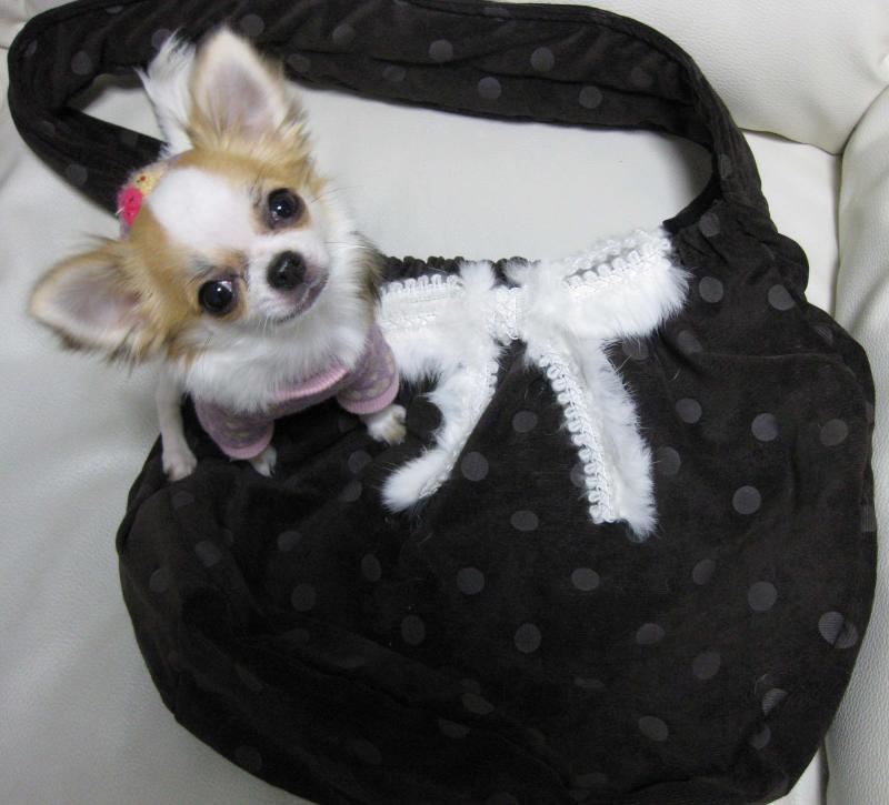 チワワ　ルイ型(・∀・。)タラちゃんもいるよ。