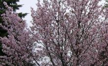 sakura_1