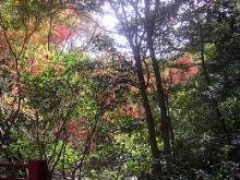 紅葉2