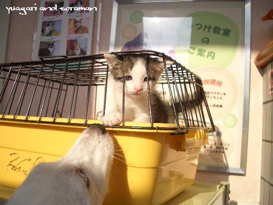 こにゃんラブ