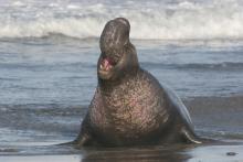 カワイイからヘンテコまで、動物好き集まれ☆ナイジェル・マーヴェン