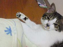 寝起きですにゃ