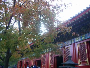 香山の楓