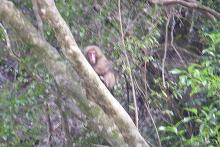 yakushima16
