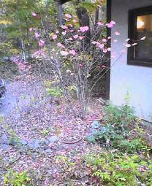 NEC_0327.jpg