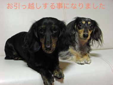 アルガママ-シオにこ