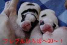 フレブル　すももとあんずのおてんば日記