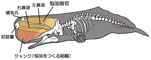 マッコウクジラの骨格と悩油