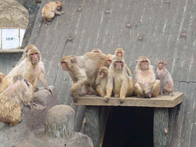 大浜公園　猿島