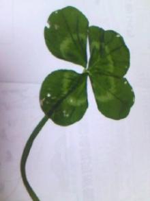 4.23