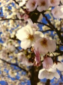 sakura4