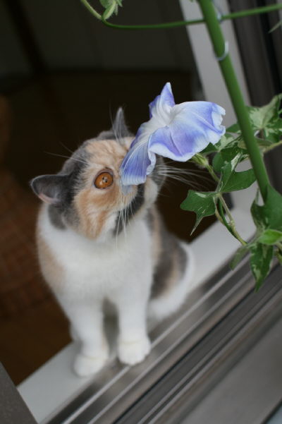 あさがお