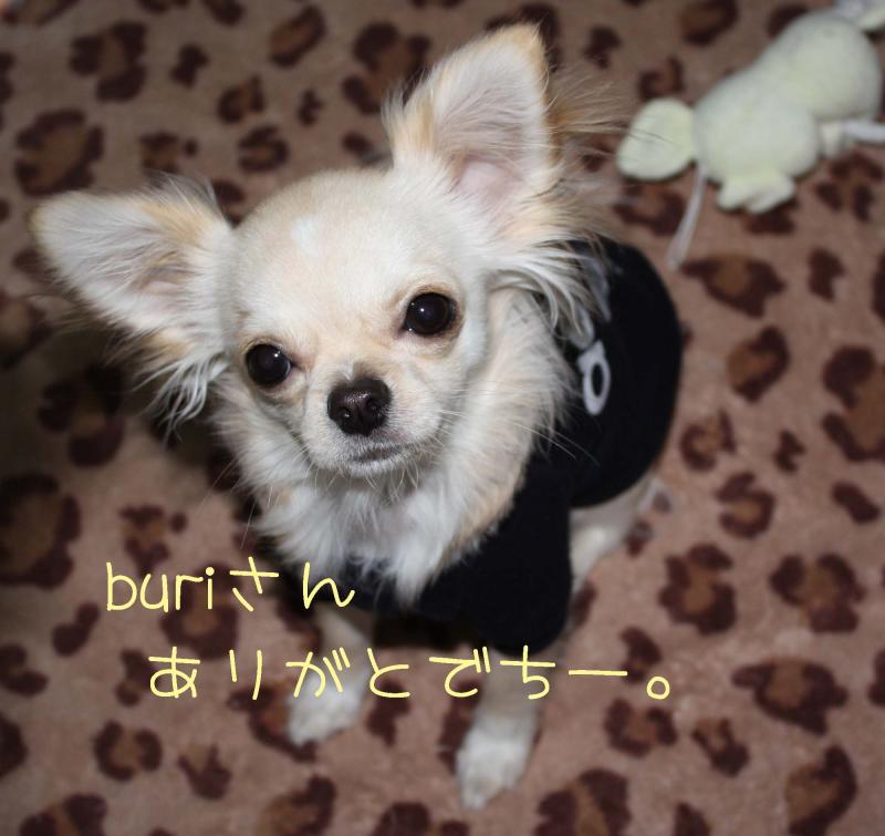 チワワ　ルイ型(・∀・。)タラちゃんもいるよ。