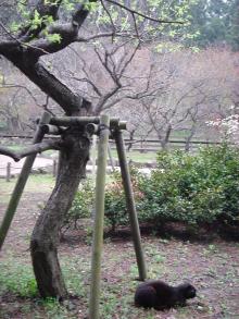 猫＠公園