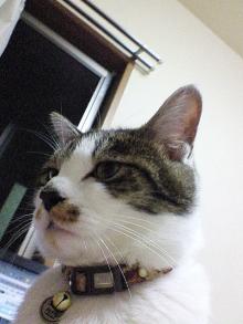 かっこいいだろう。おれ。