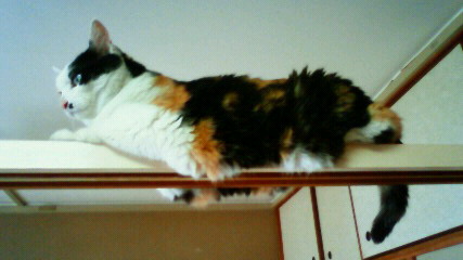 にゃんこな日々ふたたび