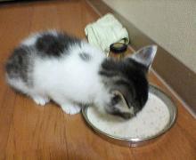 うますｗｗｗｗｗｗｗｗ